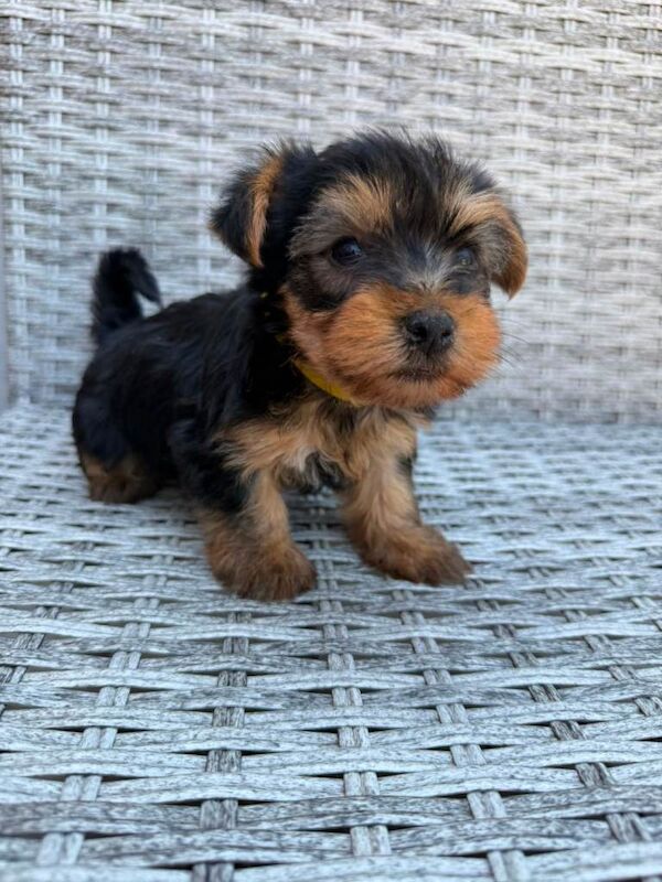 Beautiful Yorkshire terrier puppies - Image 4 of 6