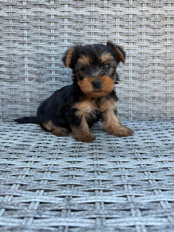 Beautiful Yorkshire terrier puppies - Image 5 of 6