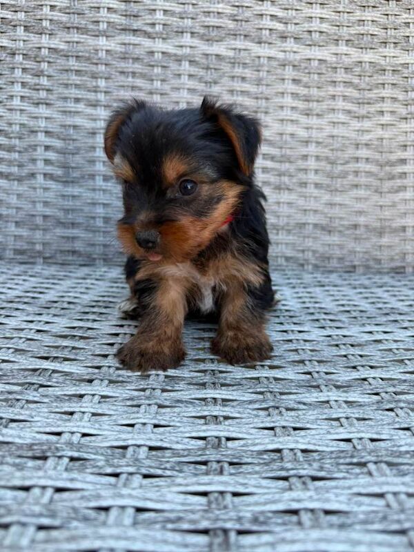 Beautiful Yorkshire terrier puppies - Image 6 of 6