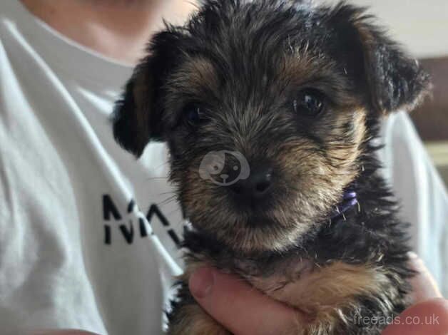 Beautiful Yorkshire Terrier Puppies For Sale in Abergavenny/Y Fenni, Monmouthshire