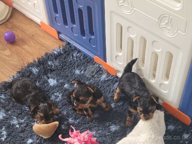 Beautiful Yorkshire terrier puppies for sale in Carlisle, Cumbria