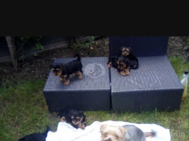 Beautiful yorkshire terrier puppies for sale in Slough, Powys