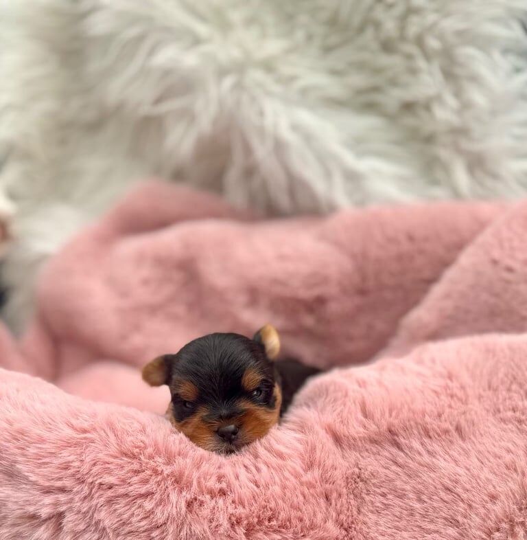 Beautiful Yorkshire terrier puppies - NOW SOLD for sale in Portadown, County Armagh