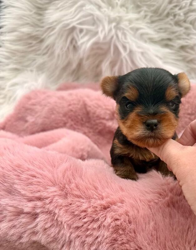 Beautiful Yorkshire terrier puppies - NOW SOLD for sale in Portadown, County Armagh | Image 2
