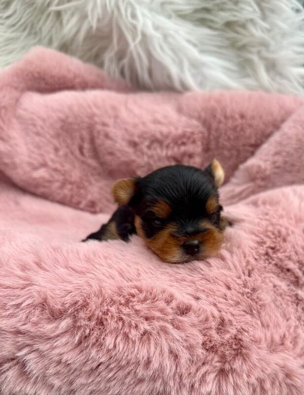 Beautiful Yorkshire terrier puppies - NOW SOLD for sale in Portadown, County Armagh | Image 3