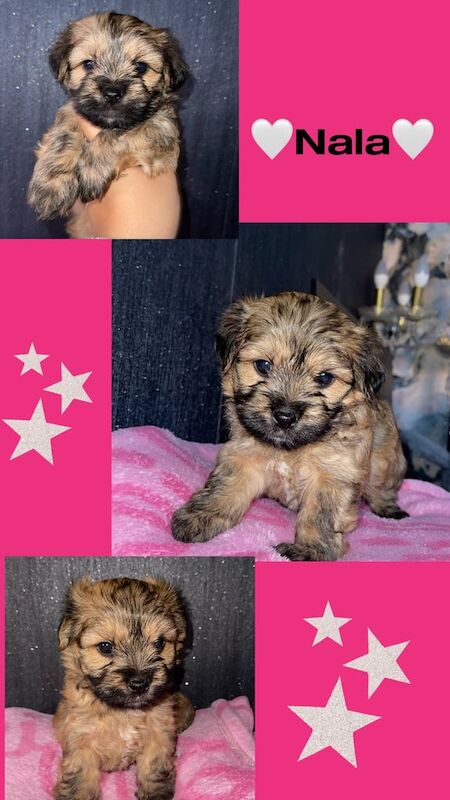Yorkshire Terrier puppies for sale in Wednesbury, West Midlands – 8 weeks old