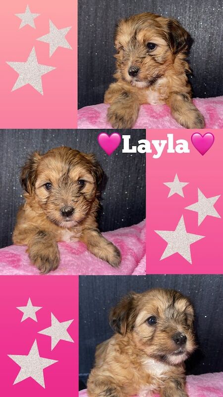 Yorkshire Terrier puppies for sale in Wednesbury, West Midlands – 8 weeks old - Image 2 of 3