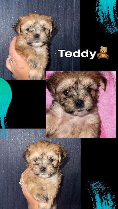 Yorkshire Terrier puppies for sale in Wednesbury, West Midlands – 8 weeks old - Image 3 of 3