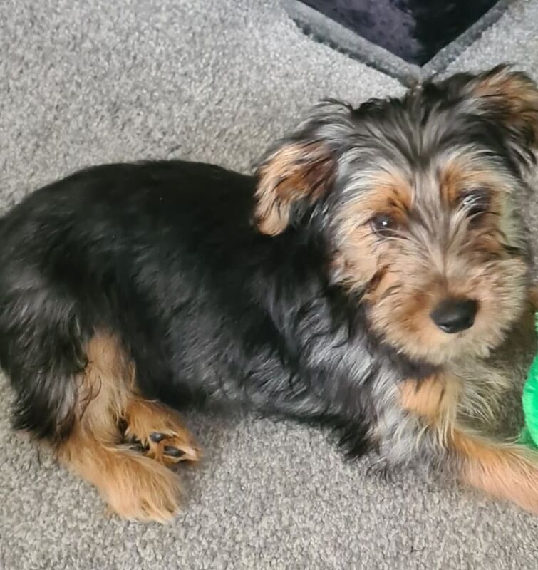 Yorkshire Terrier puppies for sale in Wirral, Merseyside – 11 weeks old
