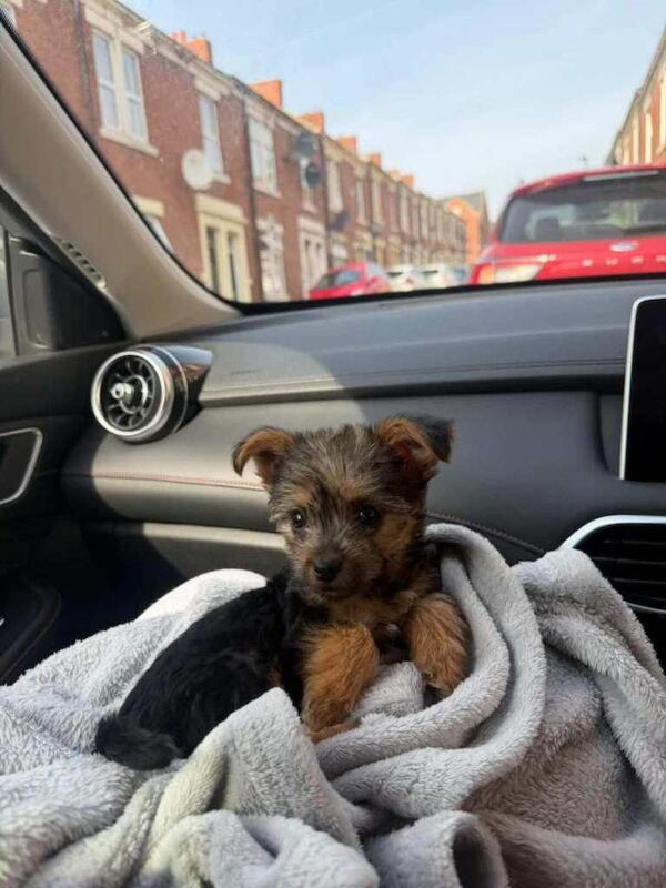 Beautiful Yorkshire Terrier Puppy - Image 5 of 6