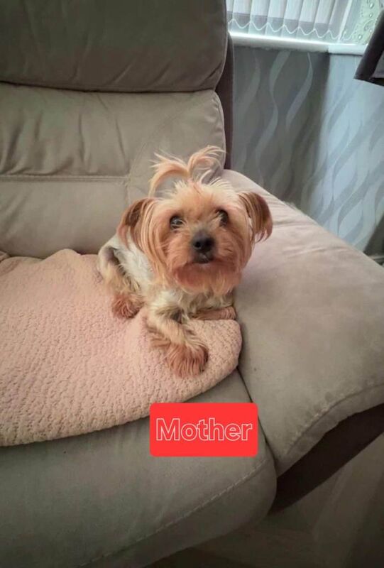 Beautiful Yorkshire Terrier Puppy - Image 6 of 6