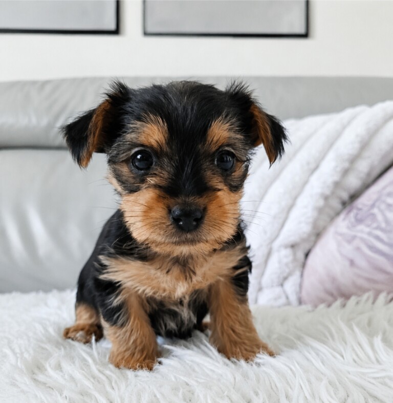 Beautiful Yorkshire Terrier Pups