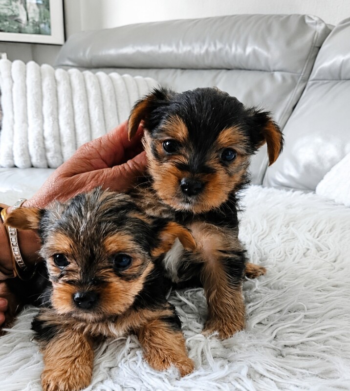 Beautiful Yorkshire Terrier Pups - Image 2 of 4