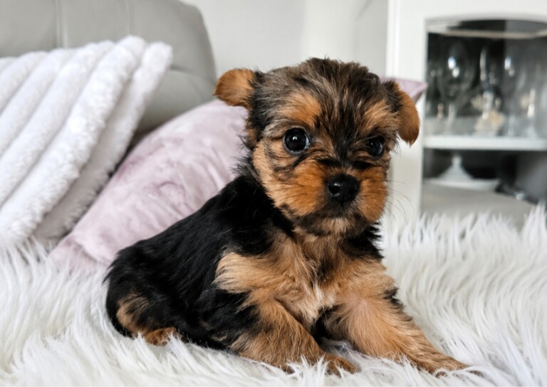 Beautiful Yorkshire Terrier Pups - Image 3 of 4
