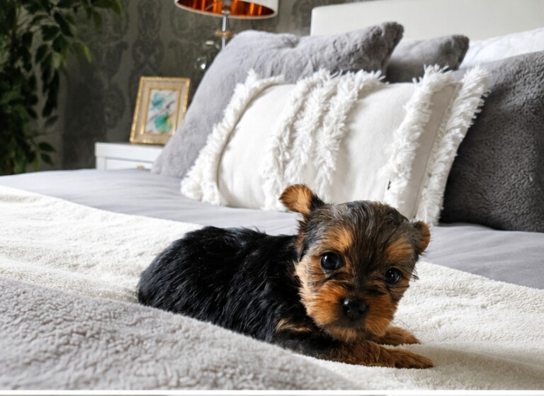 Beautiful Yorkshire Terrier Pups - Image 4 of 4