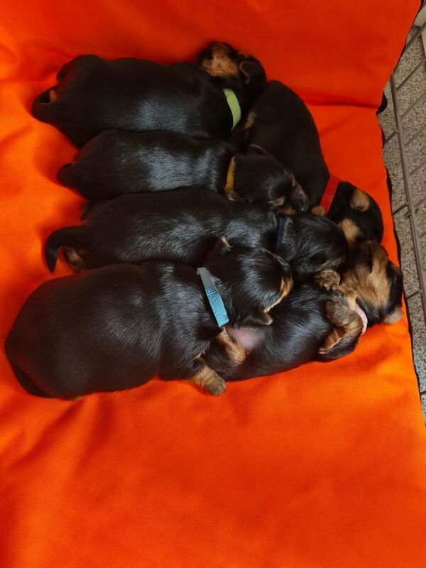 Yorkshire Terrier puppies for sale in Merthyr Tydfil / Merthyr Tudful, Mid Glamorgan – KC registered, 8 months old - Image 2 of 3