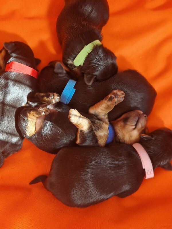 Yorkshire Terrier puppies for sale in Merthyr Tydfil / Merthyr Tudful, Mid Glamorgan – KC registered, 8 months old - Image 3 of 3