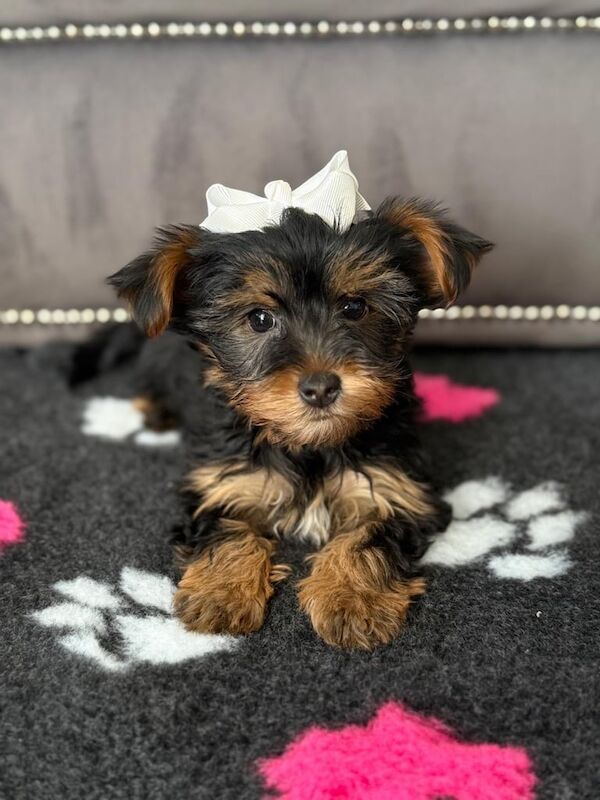 Yorkshire Terrier puppies for sale in Wickford, Essex – 11 weeks old