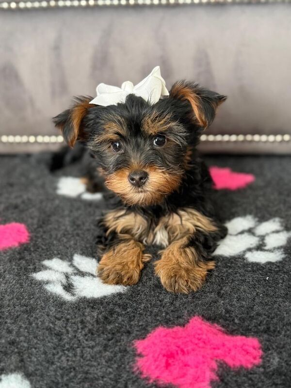 Yorkshire Terrier puppies for sale in Wickford, Essex – 11 weeks old - Image 2 of 3