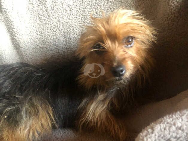 Bella is looking for her new home for sale in Daventry, Northamptonshire