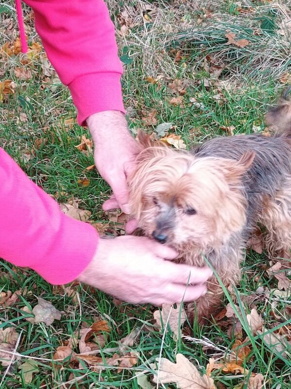 Yorkshire Terrier for adoption in Blackburn, Lancashire – 10 years old