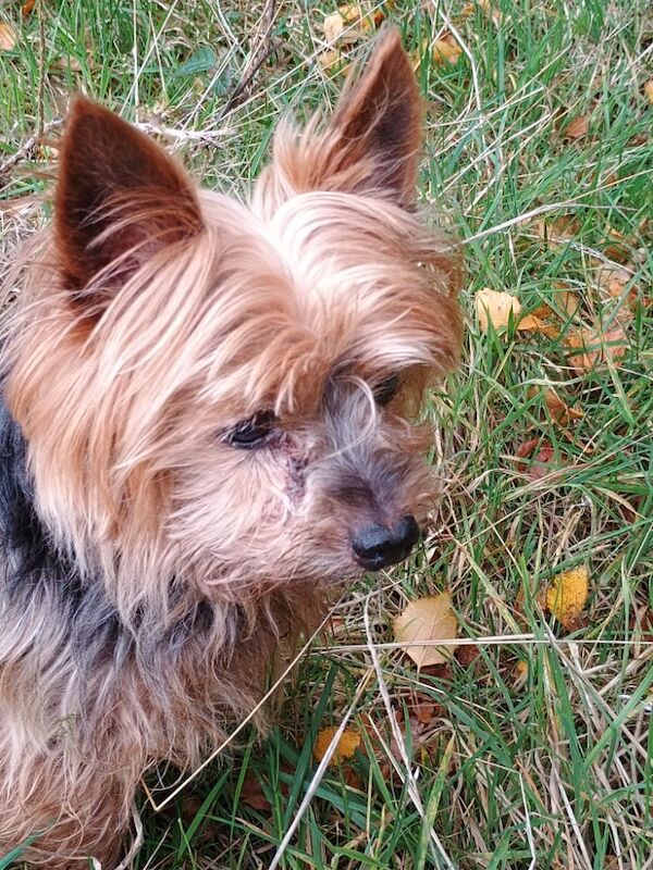 Yorkshire Terrier for adoption in Blackburn, Lancashire – 10 years old - Image 2 of 3