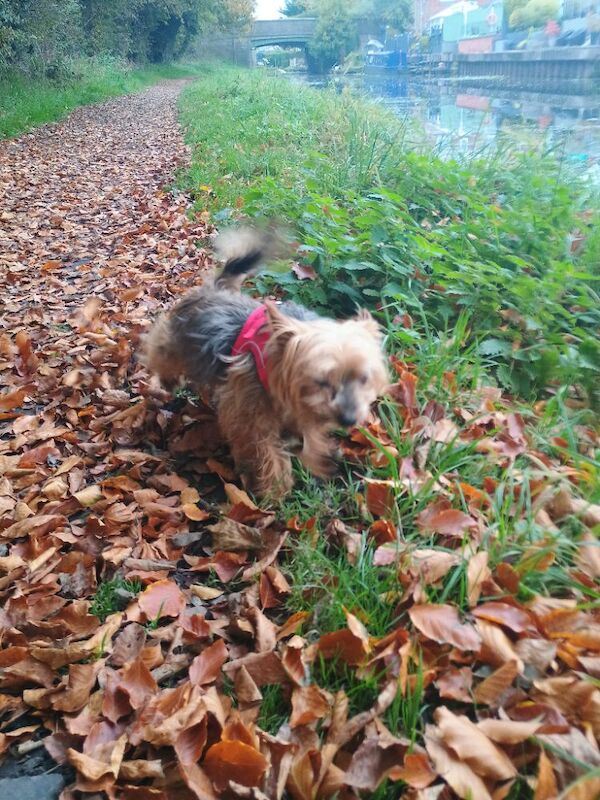 Yorkshire Terrier for adoption in Blackburn, Lancashire – 10 years old - Image 3 of 3