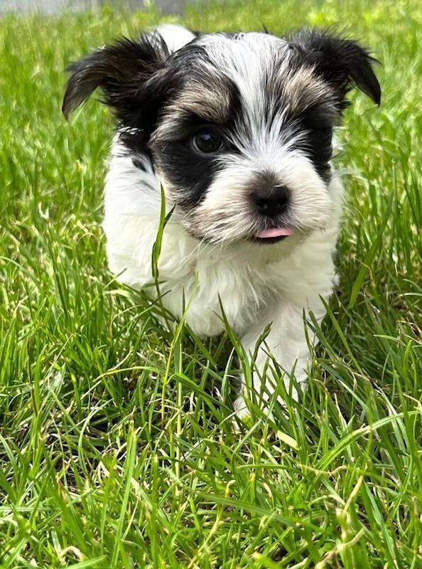 Biewer terrier mini boys