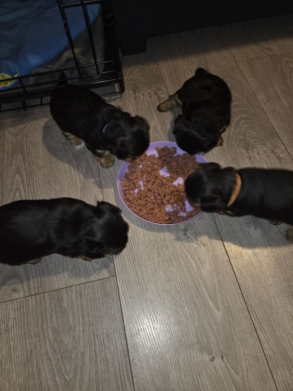 Yorkshire Terrier puppies for sale in Knightswood, City of Glasgow – 4 weeks old