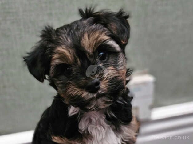 Biewer Yorkshire Terrier Puppies for sale in Wednesbury, West Midlands