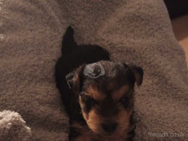 Black and tan Yorkshire terrier puppy for sale in York, Lancashire - Image 1