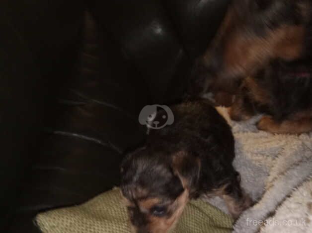 Black and tan Yorkshire terrier puppy for sale in York, Lancashire - Image 2
