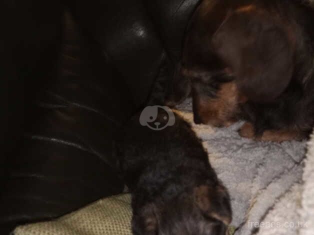 Black and tan Yorkshire terrier puppy for sale in York, Lancashire - Image 3