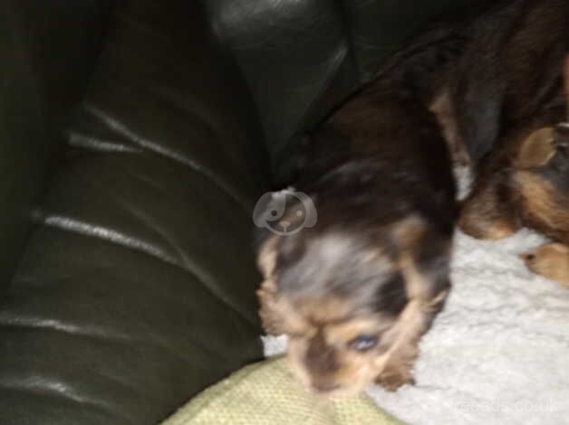 Black and tan Yorkshire terrier puppy for sale in York, Lancashire - Image 4