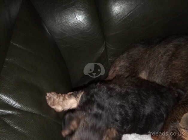 Black and tan Yorkshire terrier puppy for sale in York, Lancashire - Image 5