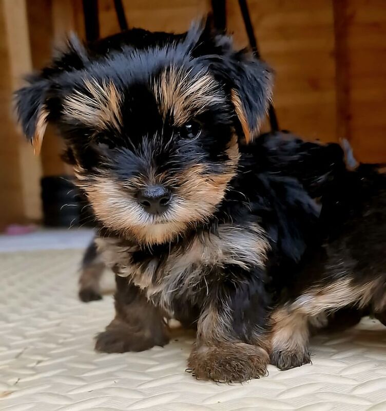 Yorkshire Terrier puppies for sale in Belfast, County Antrim – 6 weeks old