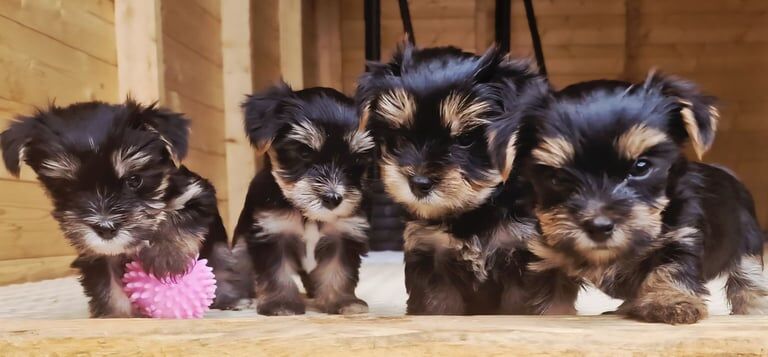Yorkshire Terrier puppies for sale in Belfast, County Antrim – 6 weeks old - Image 2 of 3