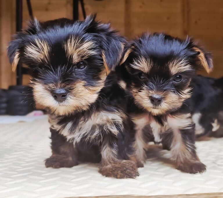 Yorkshire Terrier puppies for sale in Belfast, County Antrim – 6 weeks old - Image 3 of 3