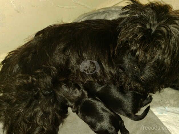 Black Yorkshire terriers for sale in Thetford, Lincolnshire