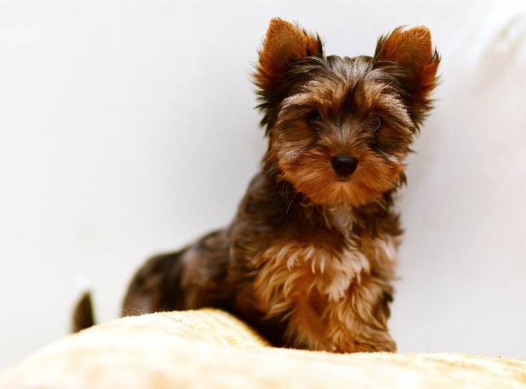 Kennel Club Registered Yorkshire Terrier Puppies For Sale