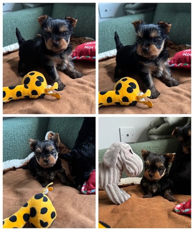 Yorkshire Terrier puppies for sale in Hornchurch, Greater London – 6 weeks old - Image 2 of 3