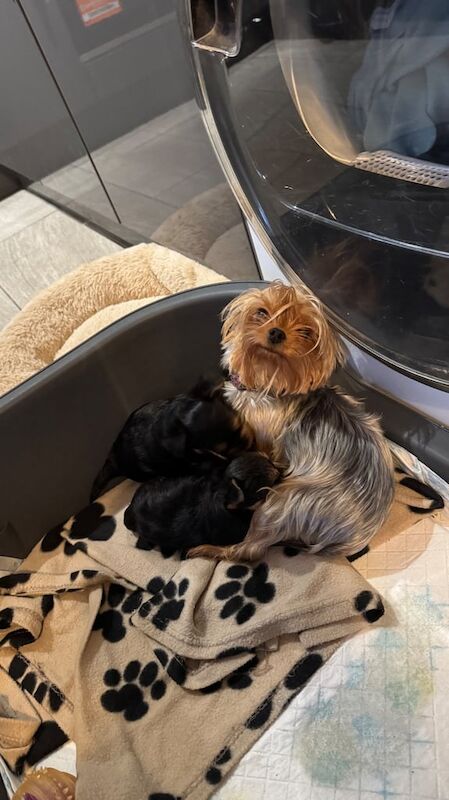 Yorkshire Terrier puppies for sale in Hornchurch, Greater London – 6 weeks old - Image 3 of 3
