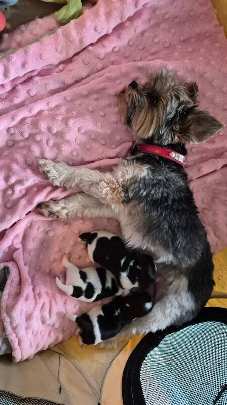 Boy yorkie terrier biewer - Image 2 of 2