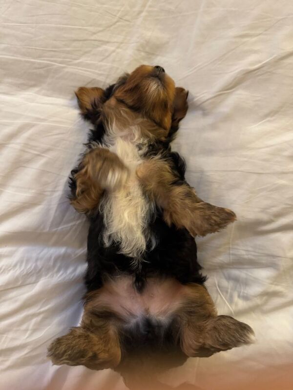 Boy yorkshire terrier
