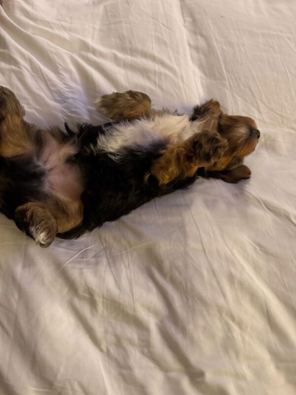Boy yorkshire terrier - Image 2 of 6