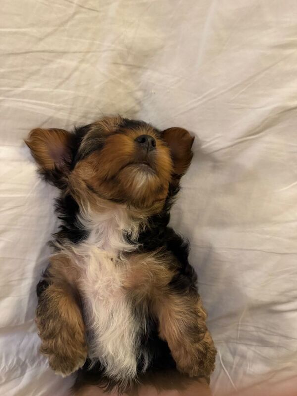 Boy yorkshire terrier - Image 3 of 6