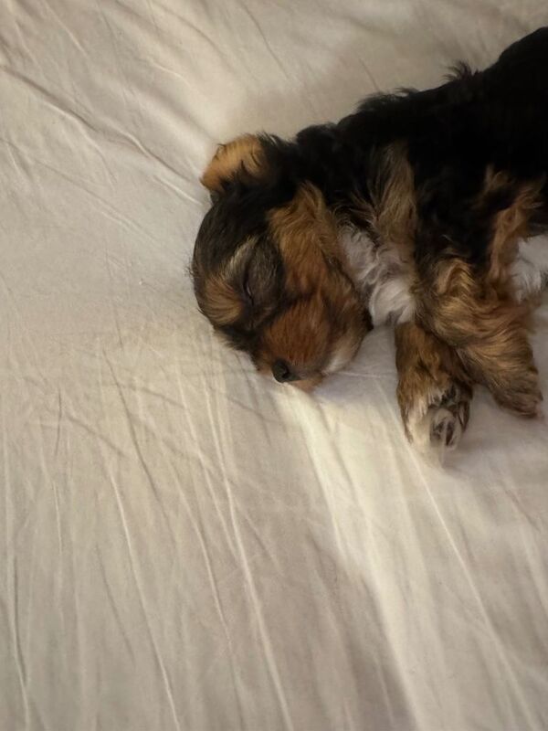 Boy yorkshire terrier - Image 4 of 6