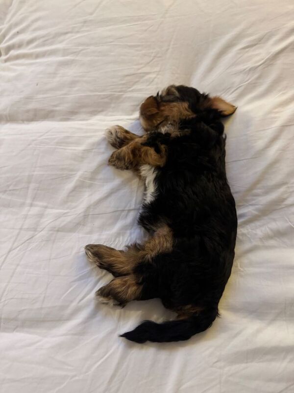Boy yorkshire terrier - Image 5 of 6