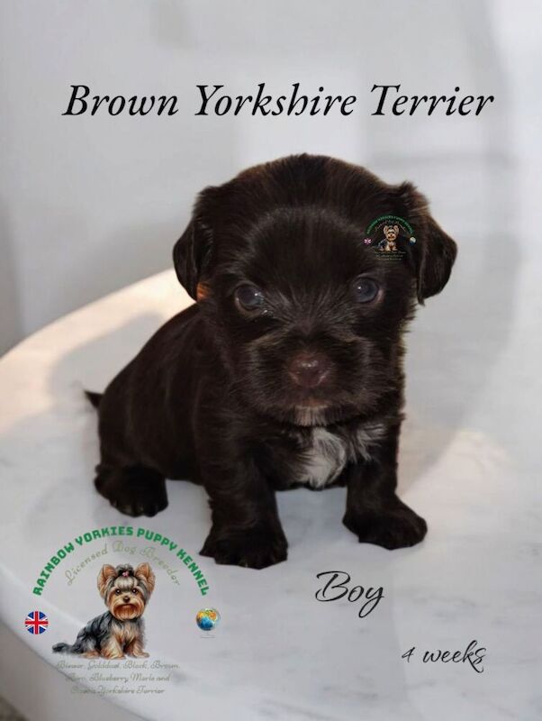 Dark Brown Yorkshire Terrier boy 🤎💙 for sale in Rugby, Warwickshire