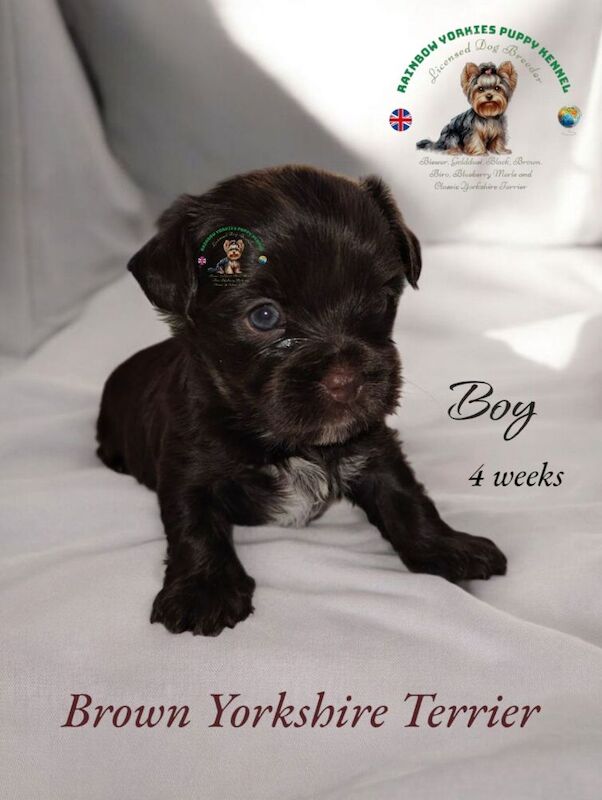 Yorkshire Terrier puppies for sale in Rugby, Warwickshire – KC registered, 8 months old - Image 2 of 6